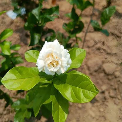 13662